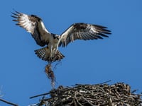 Breeding ospreys could return to Teign after 200 years