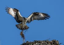 Breeding ospreys could return to Teign after 200 years