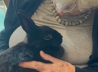 Appeal for animal therapy organisation