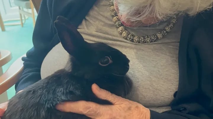 A rabbit from Therapy Tails visiting residents at a care home