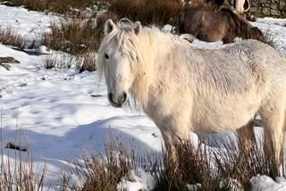 Dartmoor ponies in the snow by Mary-Ann Farrington