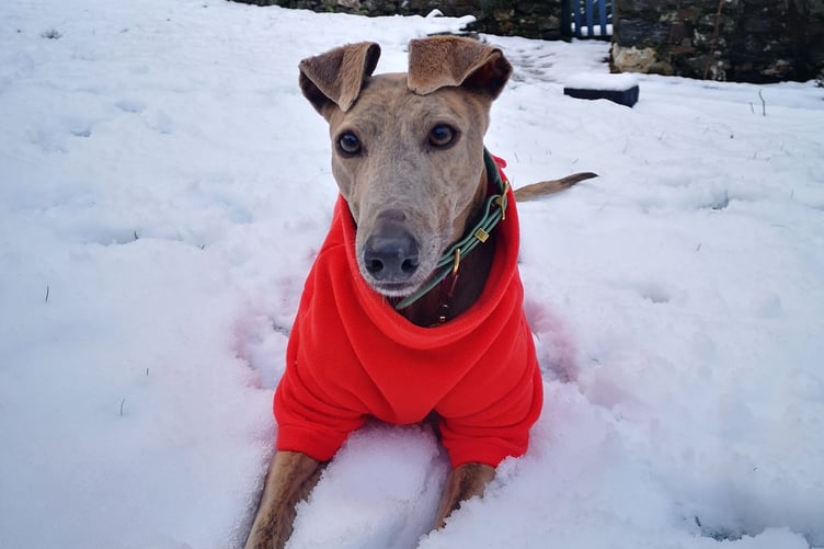 Even some four legged enjoyed the snow By Eleanor Fisher