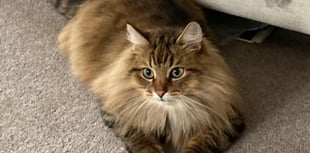 Appeal to trace beloved missing cat on Bere peninsula