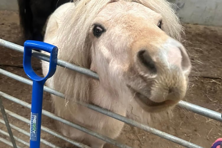 A pony being cared for at Therapy Tails