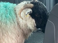 Sheep escorted off A30 by police