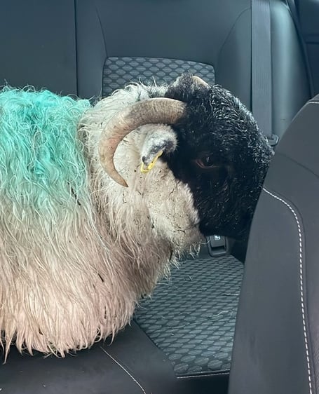 The escaped sheep