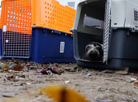 Seals released to the wild after RSPCA rehabilitation 