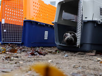 Seals released to the wild after RSPCA rehabilitation 