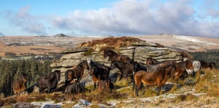 Dartmoor Pony funding boost