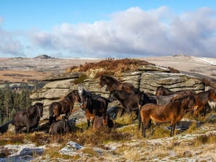 Dartmoor Pony funding boost