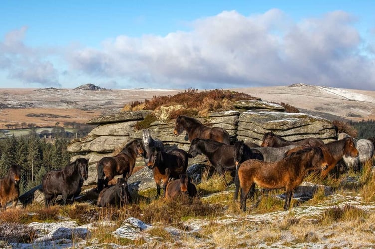 Dartmoor Ponies' future supported by new funding. Picture by Malcolm Snelgrove.