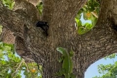 A female iguana. Picture: Mike Hitch