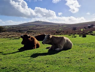 Public reminded to be Dartmoor Wise on moors after isolated incidents