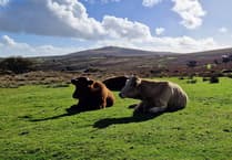 Public reminded to be Dartmoor Wise on moors after isolated incidents