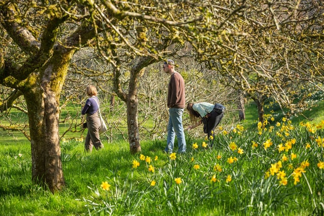 Spring bursts  into life at Cornwall’s National Trust estates