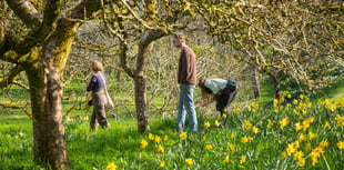 Spring bursts  into life at Cornwall’s National Trust estates