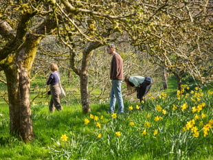 Spring bursts  into life at Cornwall’s National Trust estates