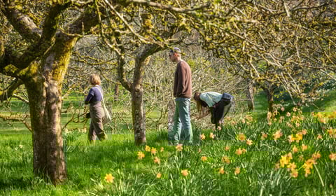 Spring bursts  into life at Cornwall’s National Trust estates