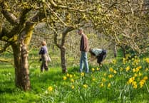 Spring bursts into life at Cornwall’s National Trust estates