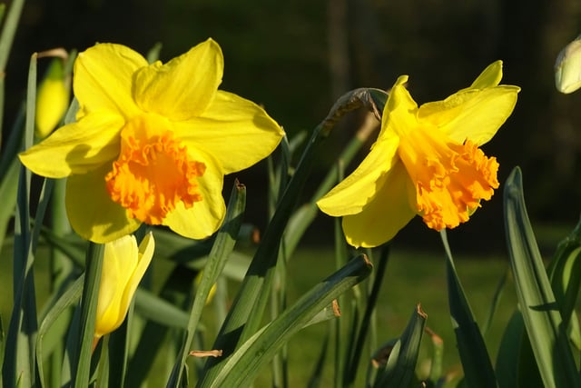 John Howells: Spring is just around the corner