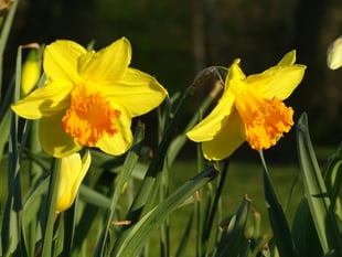 John Howells: Spring is just around the corner
