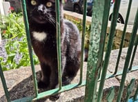 Town's celebrity cat to be honorary citizen