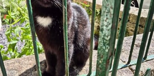 Town's celebrity cat to be honorary citizen