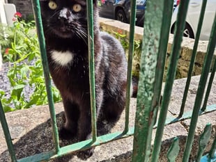 Town's celebrity cat to be honorary citizen