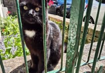 Tavistock celebrity cat Polo to become honorary citizen