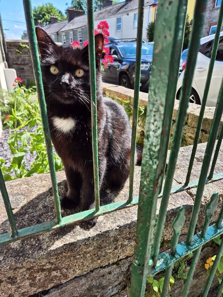 Tavistock's feline explorer Polo now has his own Facebook following after a local resident set up a page to chart his wanderings. (Picture: Hayley Lennox)