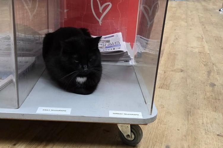 Polo makes himself at home in the newspapers at the Co-op and is a regular visitor - especially in the cat food aisle. (Picture: Steph Byworth)