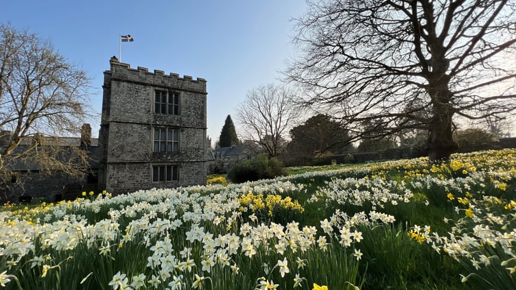 Daffodils carpeting the meadow by Cotehele house, an uplifting sign of sprit. Picture: Mel Peters/National Trust Images