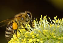 Caroline Snow | Pesticides cause widespread harm to wildlife