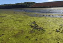 Nigel Mortimer | Spring around our estuaries – what will 2025 bring?