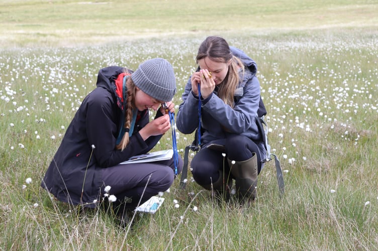 Plant identification work with students in progress