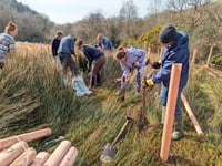 Volunteers wanted for tree planting