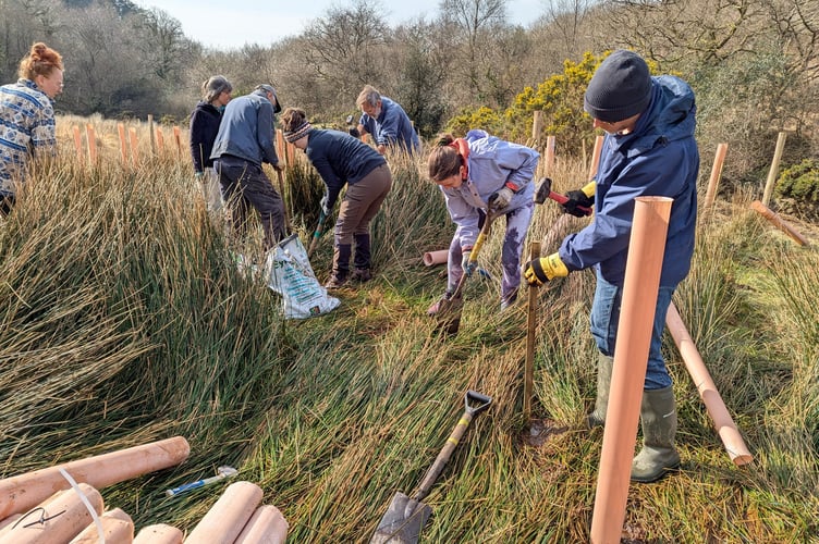 Volunteer tree planters working hard.