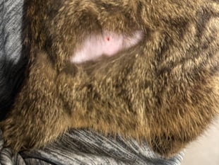 Horror over cats shaved and injected
