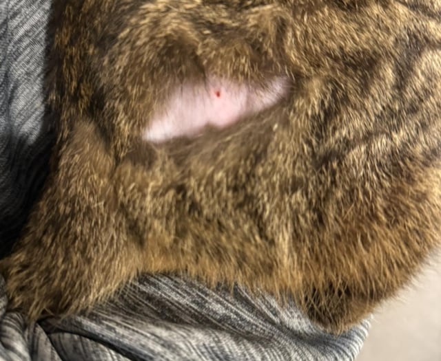 Horror over cats shaved and injected