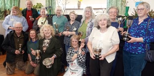 Daffodils dazzle at Bere Ferrers Spring Flower Show