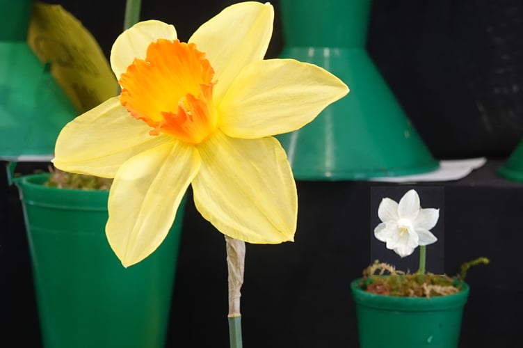 Daffodils come in all shapes and sizes, including miniature varieties such as Dormouse