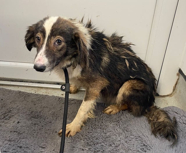 Man jailed over 'appalling' neglect of dogs