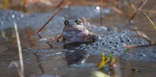 Help record 'vital signs' of spring