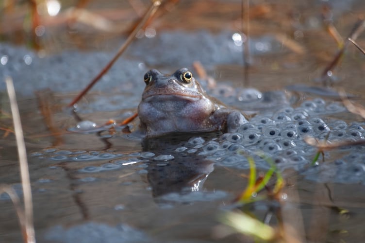 The appearance of frogspawn is one of the vital signs of spring