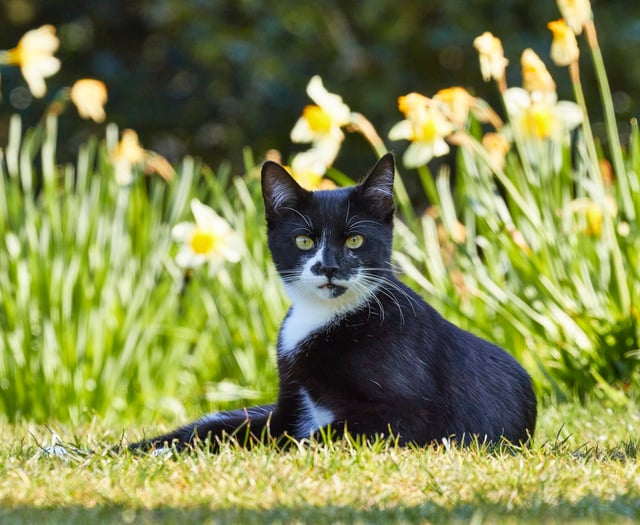 Devon cat owners: Beware of lilies this Mother’s Day