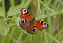 RSPB's appeal: Save nature-friendly farming