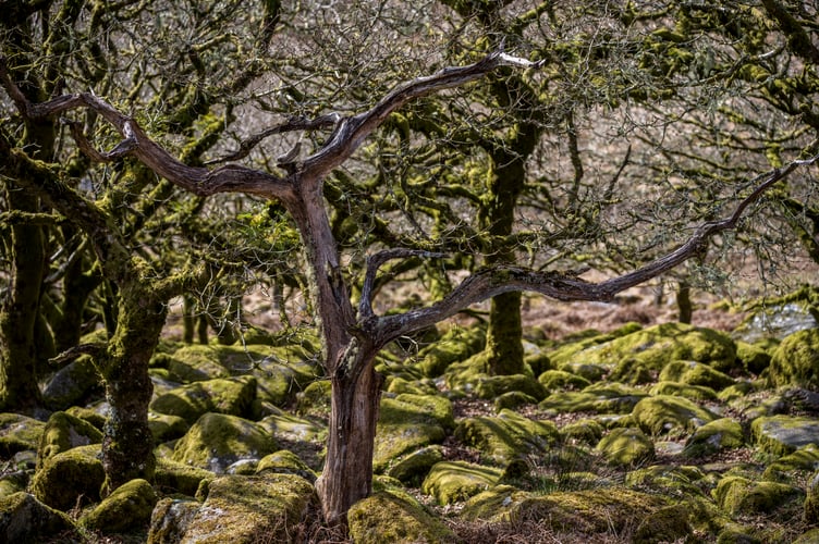 Ancient temperate rainforest expansion.