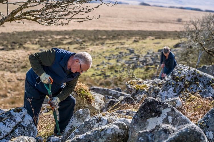 First ‘Wistman’s Wood’ trees planted as part of Duchy of Cornwall expansion to double size of the ancient temperate rainforest.