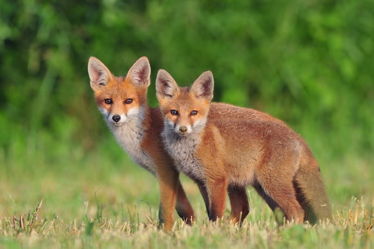 The Government will launch a consultation later this year.