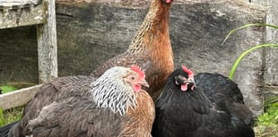 The Hen House Farm – Ethical Hen-Keeping for All 